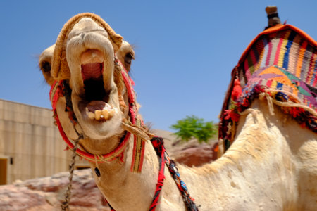 A closeup of a beautiful angry camel at Petra Jordan