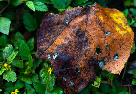 An overhead shot of a dried and damaged yellow and orange leaf fallen on fresh small green leaves