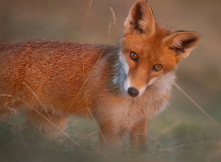 A closeup shot of a foxの写真素材