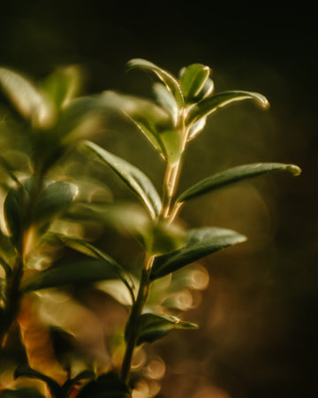 A vertical shot of the leaves of a mirt plantの写真素材