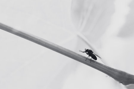 A grayscale shot of a fly on a grass isolated on a blurred backgroundの写真素材
