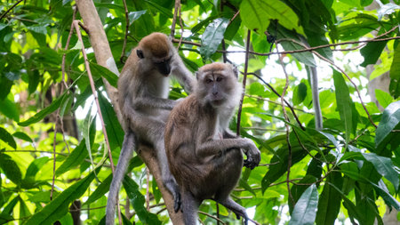 The furry brown long tailed macaques on the treeの写真素材