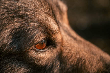A closeup shot of the face of a german shepherdの写真素材
