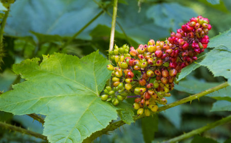A closeup of American spikenard outdoors during daylighの写真素材