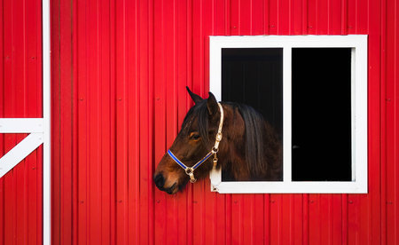 A brown horse looking out of a red barnの写真素材