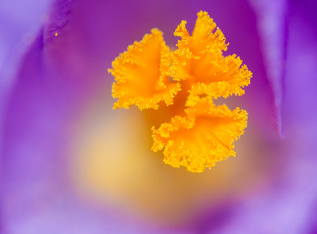 A macro shot of a yellow stamen of a flowerの写真素材