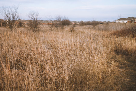 The field of wheat in Forth Worth, Texas, United Statesの写真素材