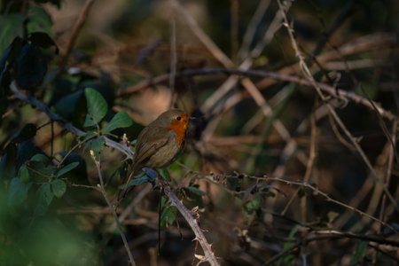 A closeup shot of a Robin bird perched on the prickly twig in the forest under the sunbeams