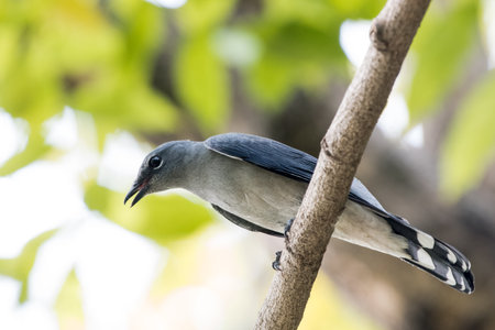 A selective focus shot of a Black Winged Cuckooshrike perched on a tree branch