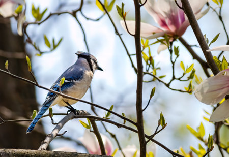 A closeup shot of a Blue jay perched on a tree branchの写真素材