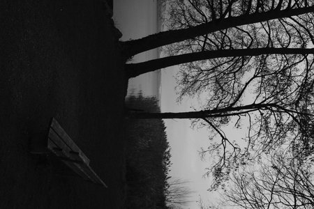 A vertical shot of an abandoned bench under bare trees and the dull skyの写真素材