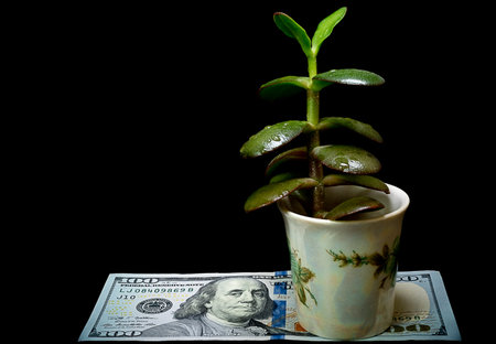 Closeup shot of a ficus nan aka money plant on top of 100 U.S. dollar bill (note). Growing investment portfolio concept. Text space.の写真素材