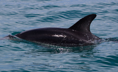 A closeup shot of a beautiful dolphin swimming in the blue sea