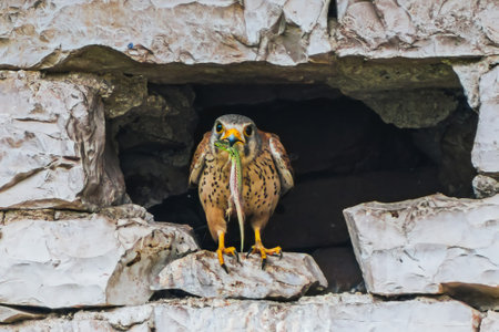 A closeup shot of a Common Kestrel birdの写真素材