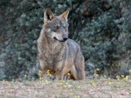 A closeup shot of Canis lupus signatus in the forest
