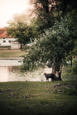 A vertical shot of a cow standing under a tree on the coast of a lakeの写真素材