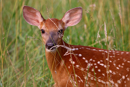 A closeup shot of a young deerの写真素材