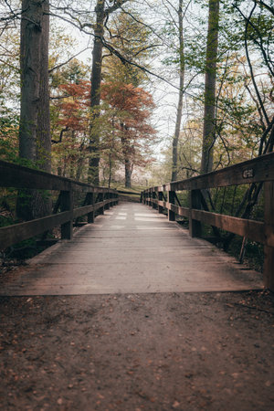 A vertical shot of a wooden bridge in a forest during the day