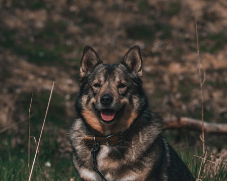 A closeup shot of a Saarlooswolfdog outdoors