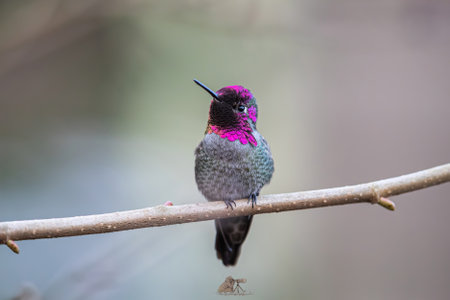 A closeup shot of a Trochilinae bird perched on a branchの写真素材