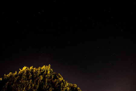 A low angle shot of a tree under a starry sky at night - perfect for wallpapers