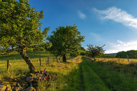 A landscape of a narrow road in a farm field covered in greenery under the sunlight in Wales, the UK