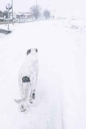 A vertical shot of an alabai dog in the middle of a forest fully covered in snow.