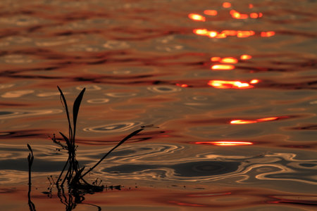 A closeup shot of dragonfly reflections on water at sunset