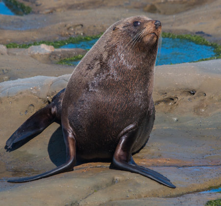 A closeup shot of a seal sitting on a rock with blurred backgroundの写真素材
