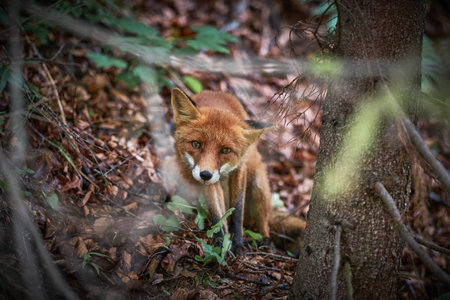 A closeup of a cute little orange fox standing in the woods on dry leaves, looking at the camera