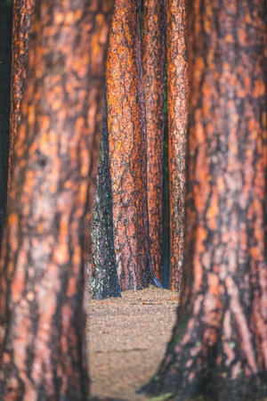 A vertical shot of pine trees in the forestの写真素材
