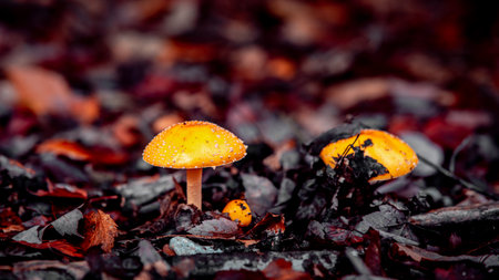 A closeup shot of Amanita flavoconia mushrooms growing in the forest amid fallen autumn leaves