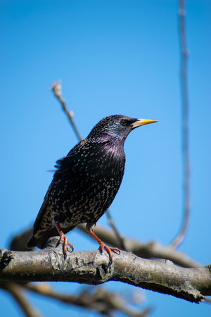 A vertical shot of a common starling perched on a branch