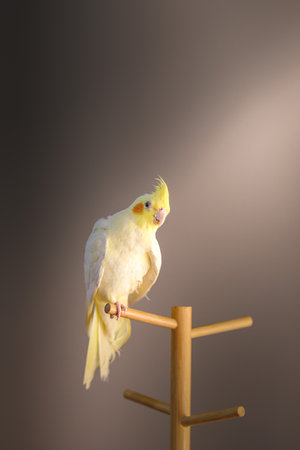 A vertical shot of a white parrot