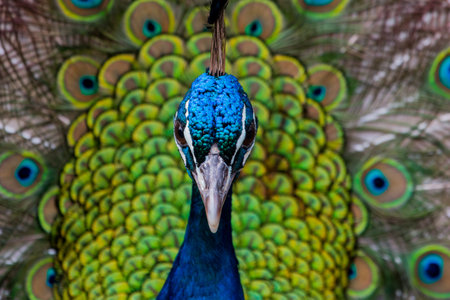 A closeup shot of the beautiful colorful peacock showing its colors
