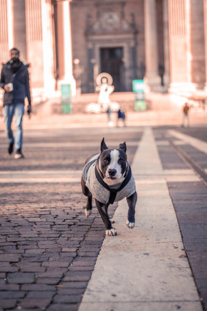 A vertical shot of a cute dog wearing a jacket and running on the street