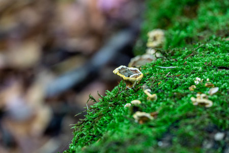 A closeup shot of a small fungus on moss