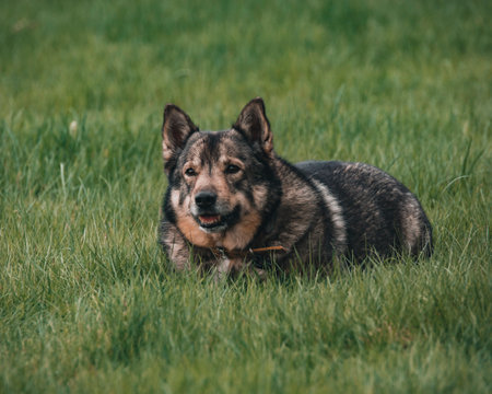 A cute German shepherd lying in a field