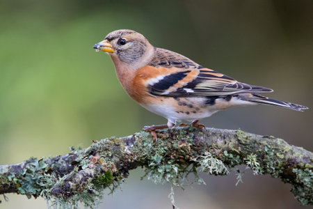A closeup shot of a small and cute bird standing on a branch with blurred backgroundの写真素材