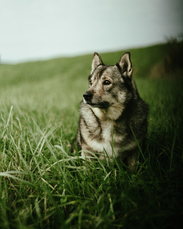 A vertical shot of a German shepherd in a field