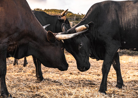 A closeup of two bulls with big horns fighting on a field of dry grassの写真素材