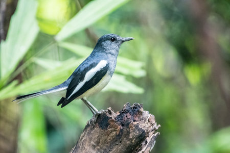 A selective focus shot of an Oriental Magpie Robin perched on a tree branchの写真素材