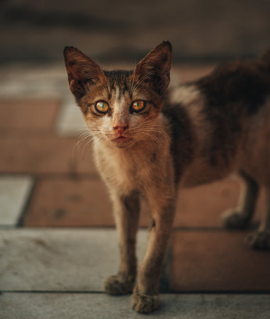 A closeup of a cute cat looking at the camera in the roomの写真素材
