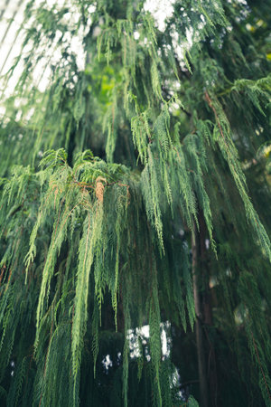 A vertical shot of lush green leaves dripping down on a bright summer day