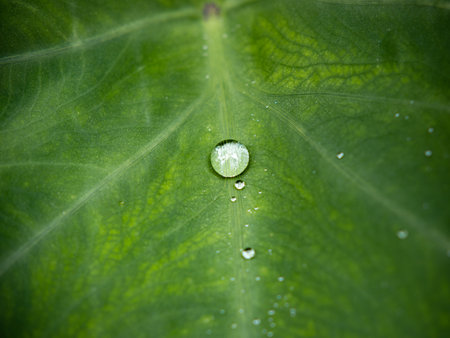 A closeup of a water drop on a green leaf
