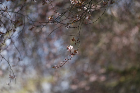 A selective focus shot of blossoms on a tree branch