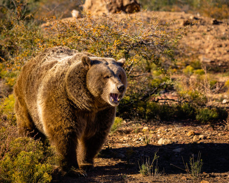 A closeup of an East Siberian brown bearの写真素材