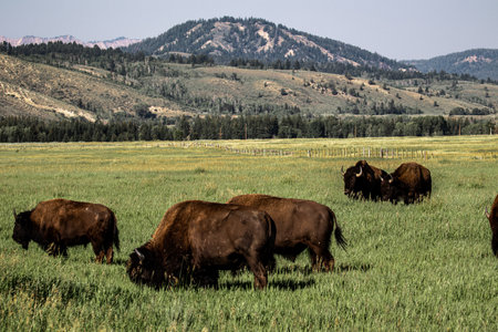A group of brown bisons on a meadow near a mountainside