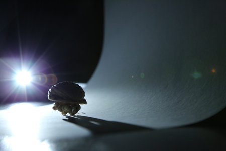 A close-up of a walnut, reminiscent of a solitary migrating animal.