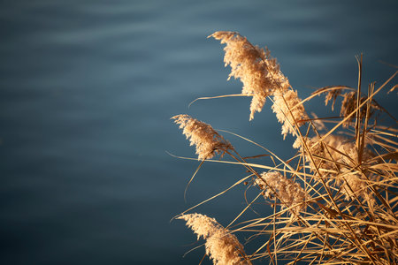 A selective focus shot of Scirpus growing in the shore of the lake
